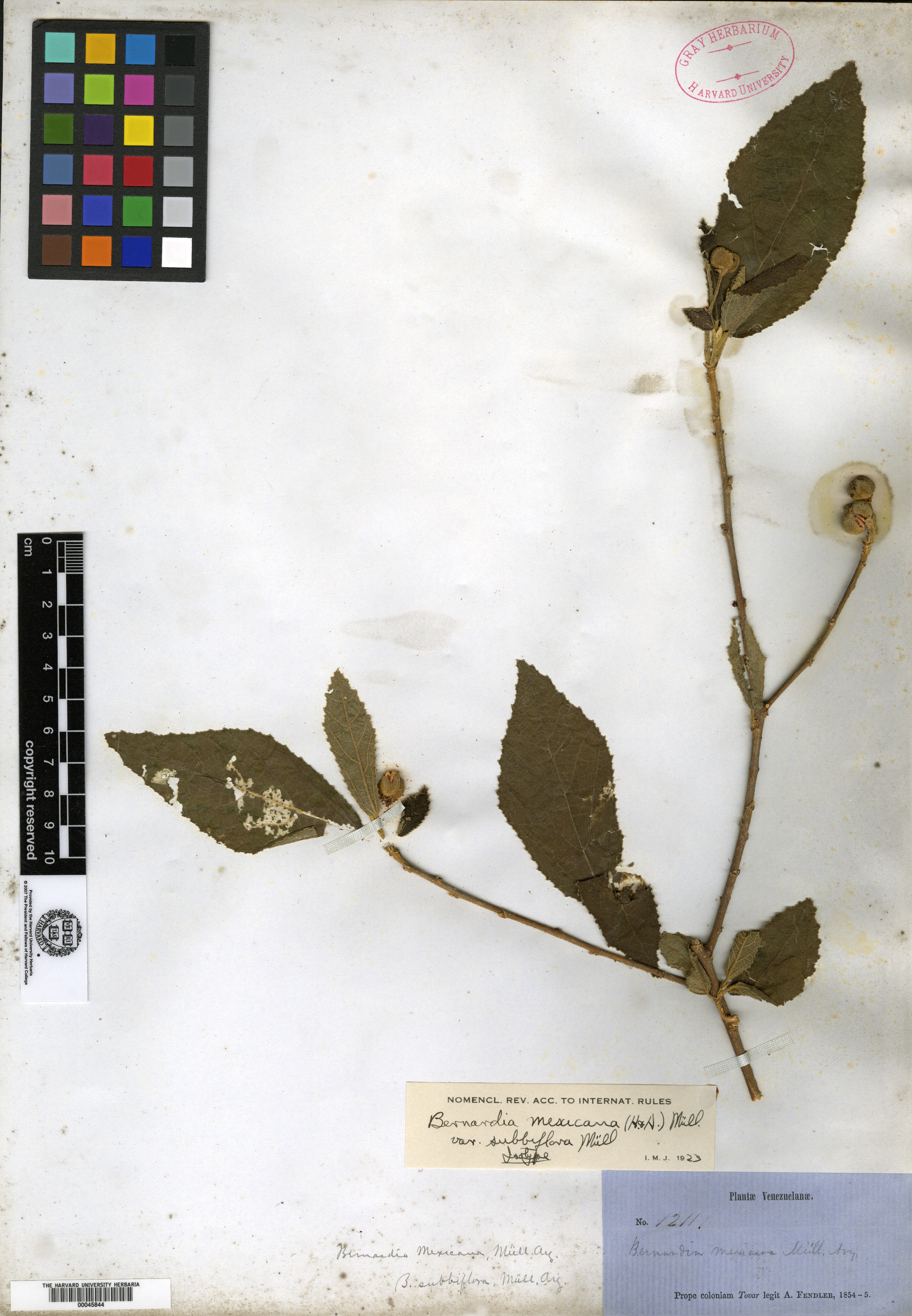 Bertya oleifolia image