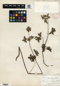 Geranium soratae image