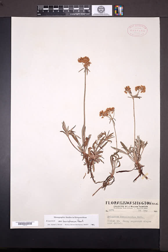 Eriogonum heracleoides var. leucophaeum image