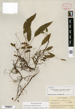 Elaphoglossum nematorhizon image