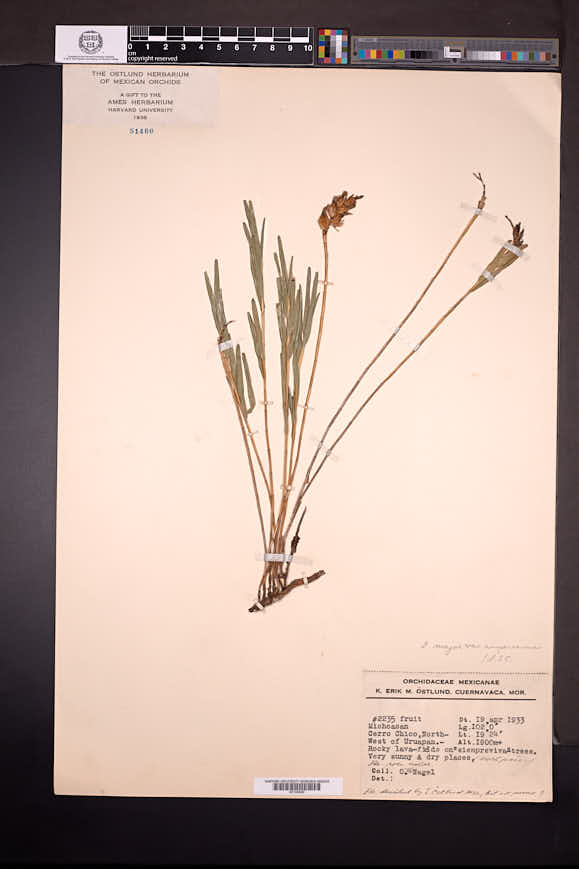 Isochilus amparoanus image