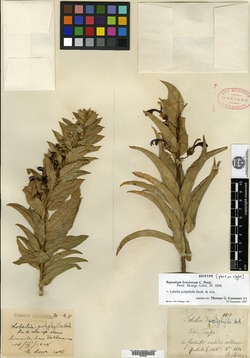 Lobelia polyphylla image