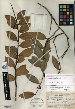Macleania epiphytica image