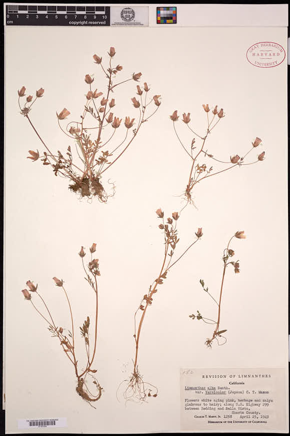 Limnanthes alba subsp. versicolor image