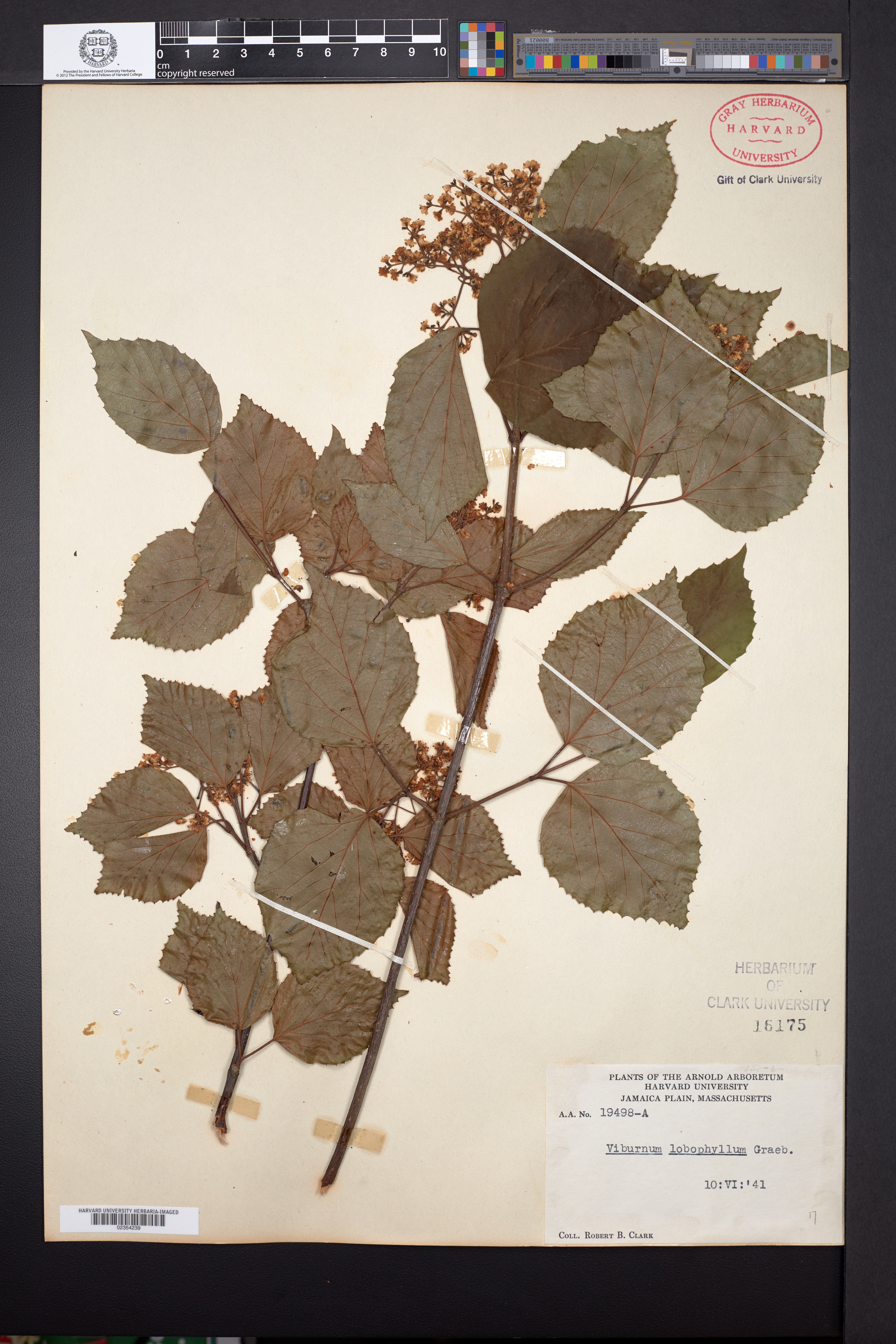 Viburnum betulifolium image