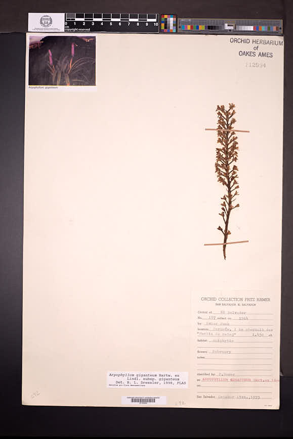 Arpophyllum giganteum image