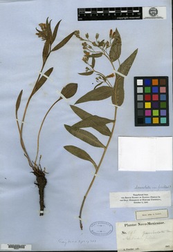 Mertensia lanceolata var. fendleri image