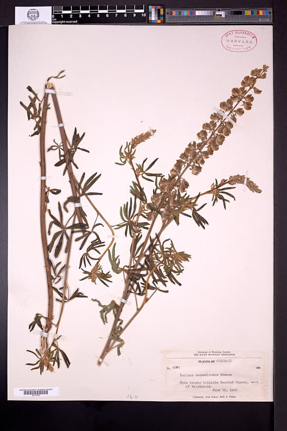 Lupinus neomexicanus image