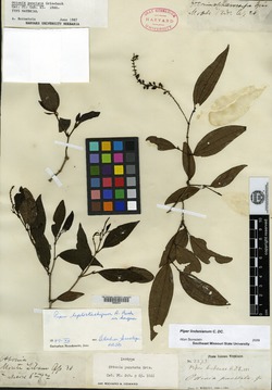 Piper lindenianum image