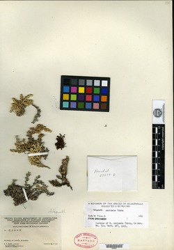 Selaginella carinata image