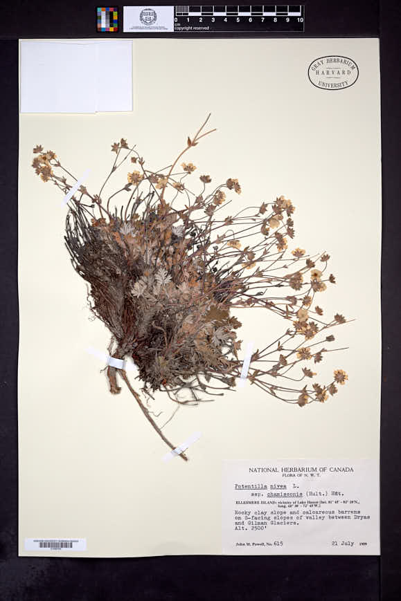 Potentilla arenosa subsp. chamissonis image