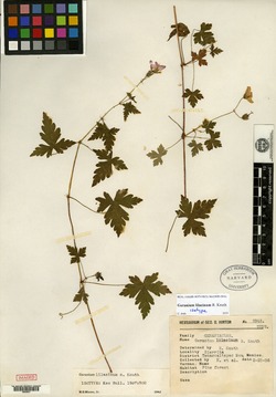 Geranium lilacinum image