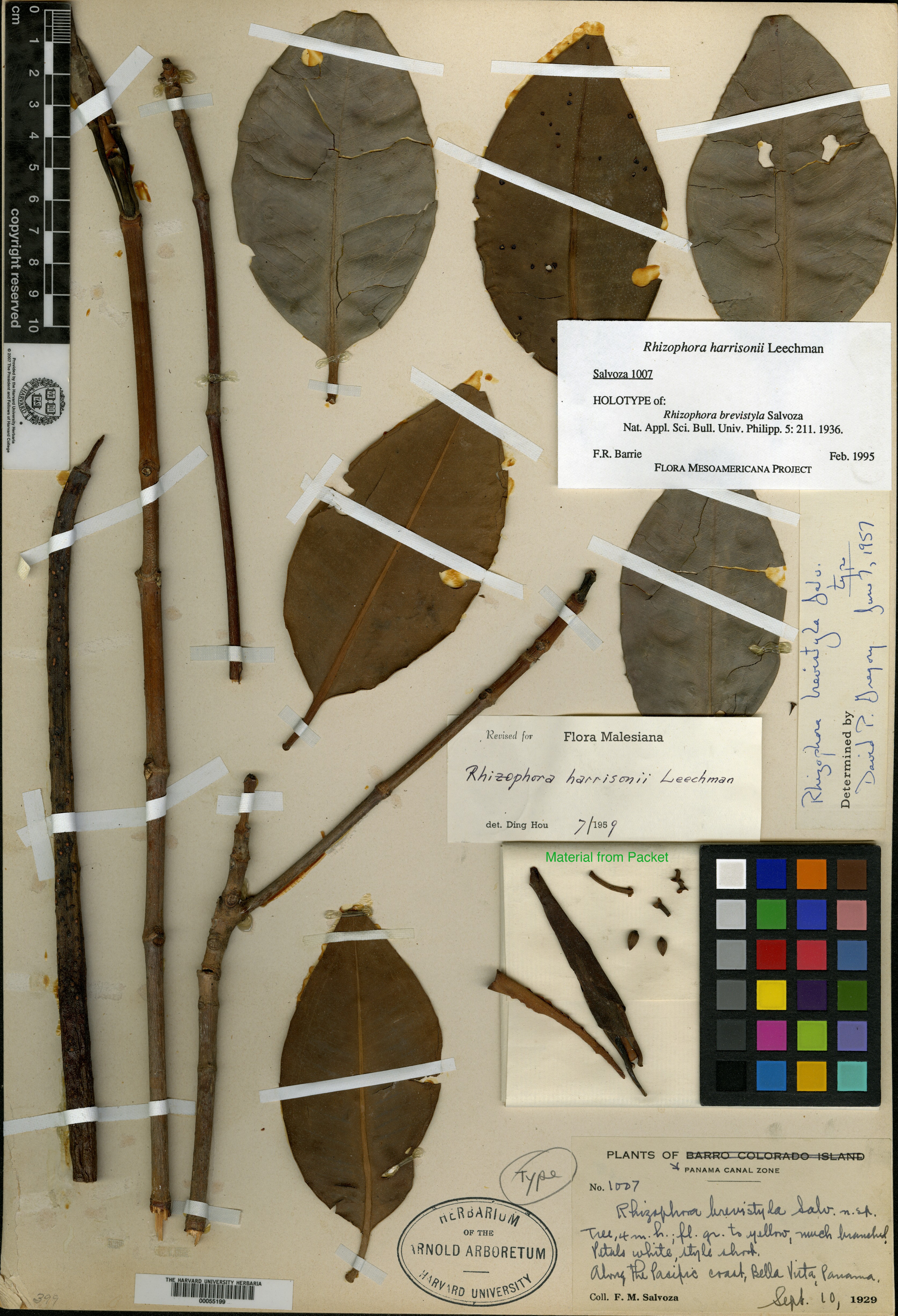 Rhizophora × harrisonii image