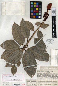 Cavendishia tenella image