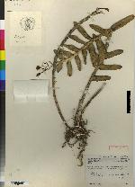 Platyglottis coriacea image