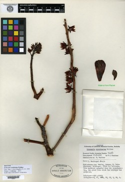 Echeveria viridissima image