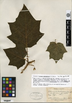 Solanum tenuispinum image