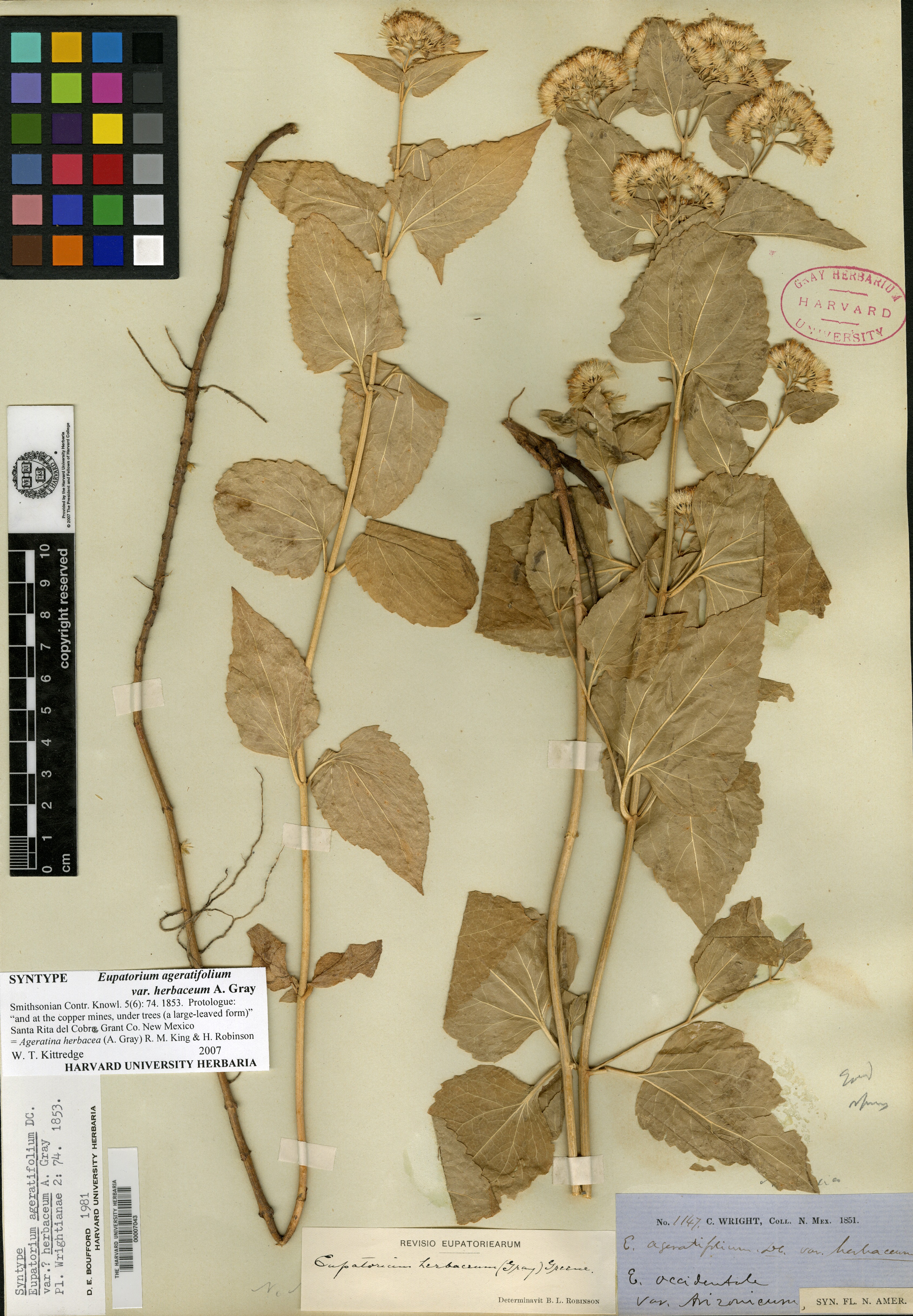 Eupatorium ageratifolium var. herbaceum image