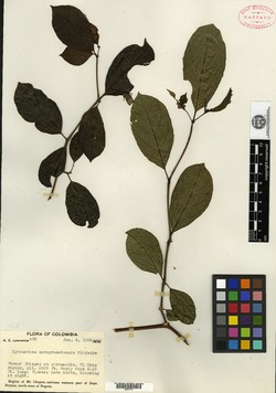 Lycianthes novogranatensis image
