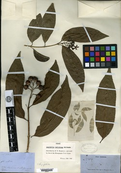 Aegiphila lewisiana image