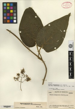 Mikania monagasensis image
