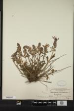 Pedicularis canadensis f. praeclara image