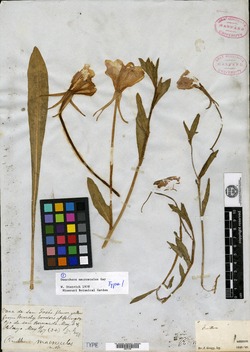 Oenothera macrosceles image