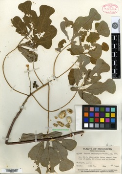 Manihot tomatophylla image