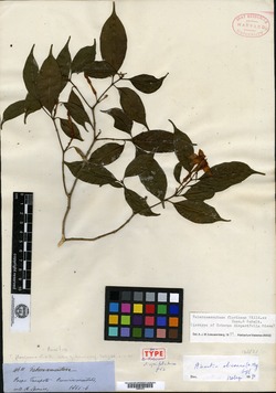 Taberna disparifolia image