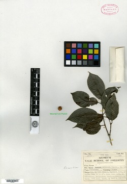Rhamnidium caloneurum image