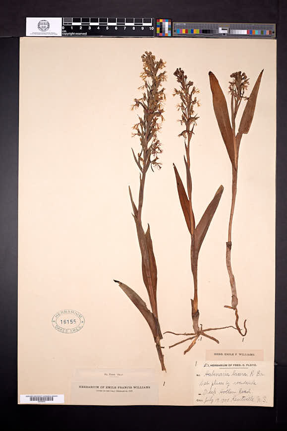 Platanthera lacera image