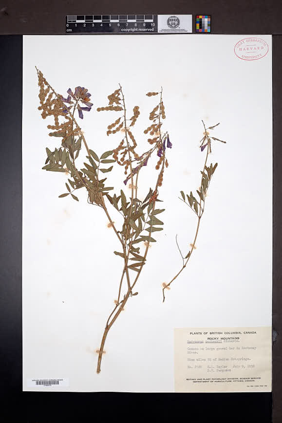 Hedysarum boreale subsp. mackenzii image