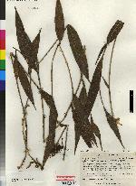 Solenidium racemosum image
