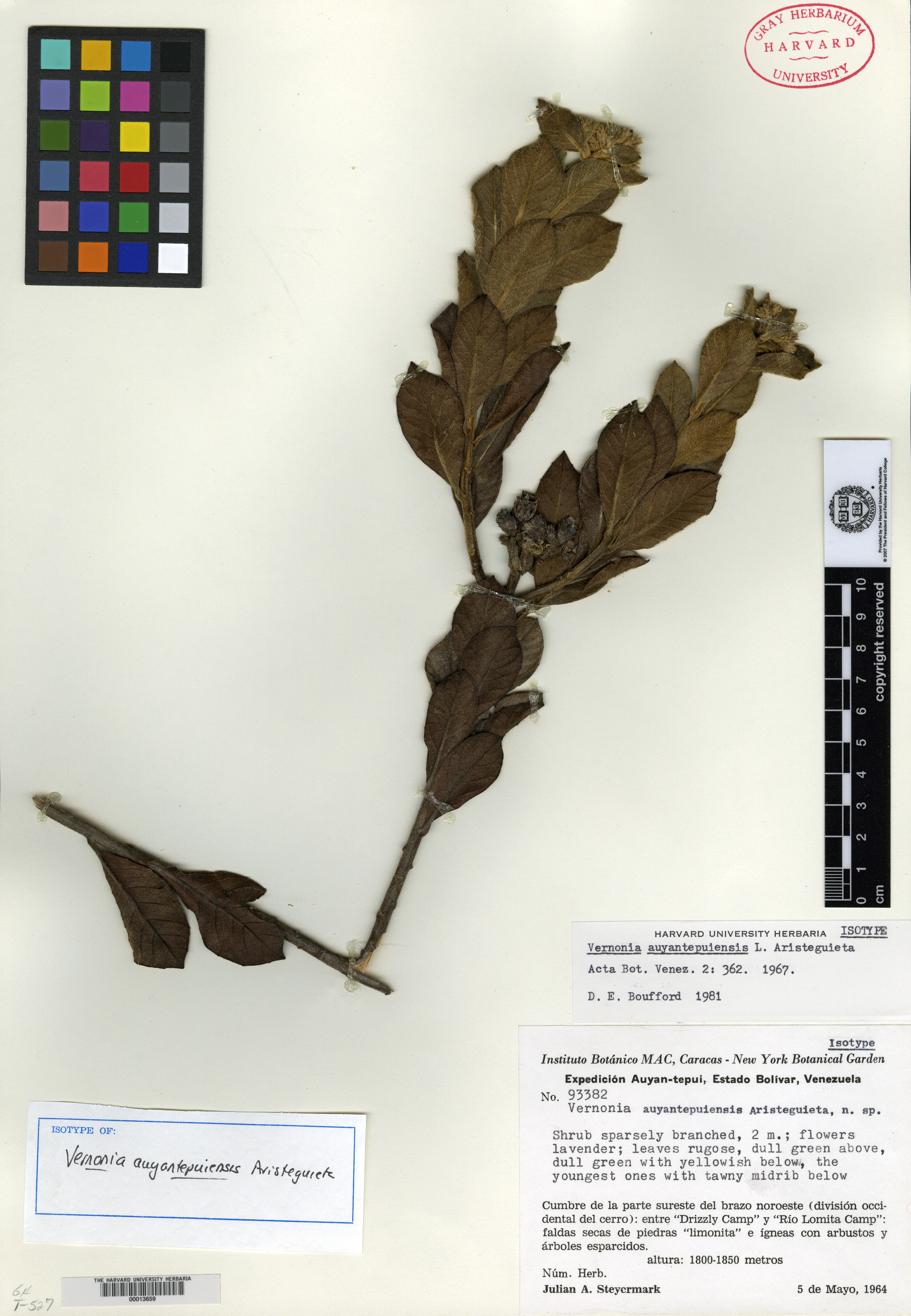 Lepidaploa ehretiifolia image
