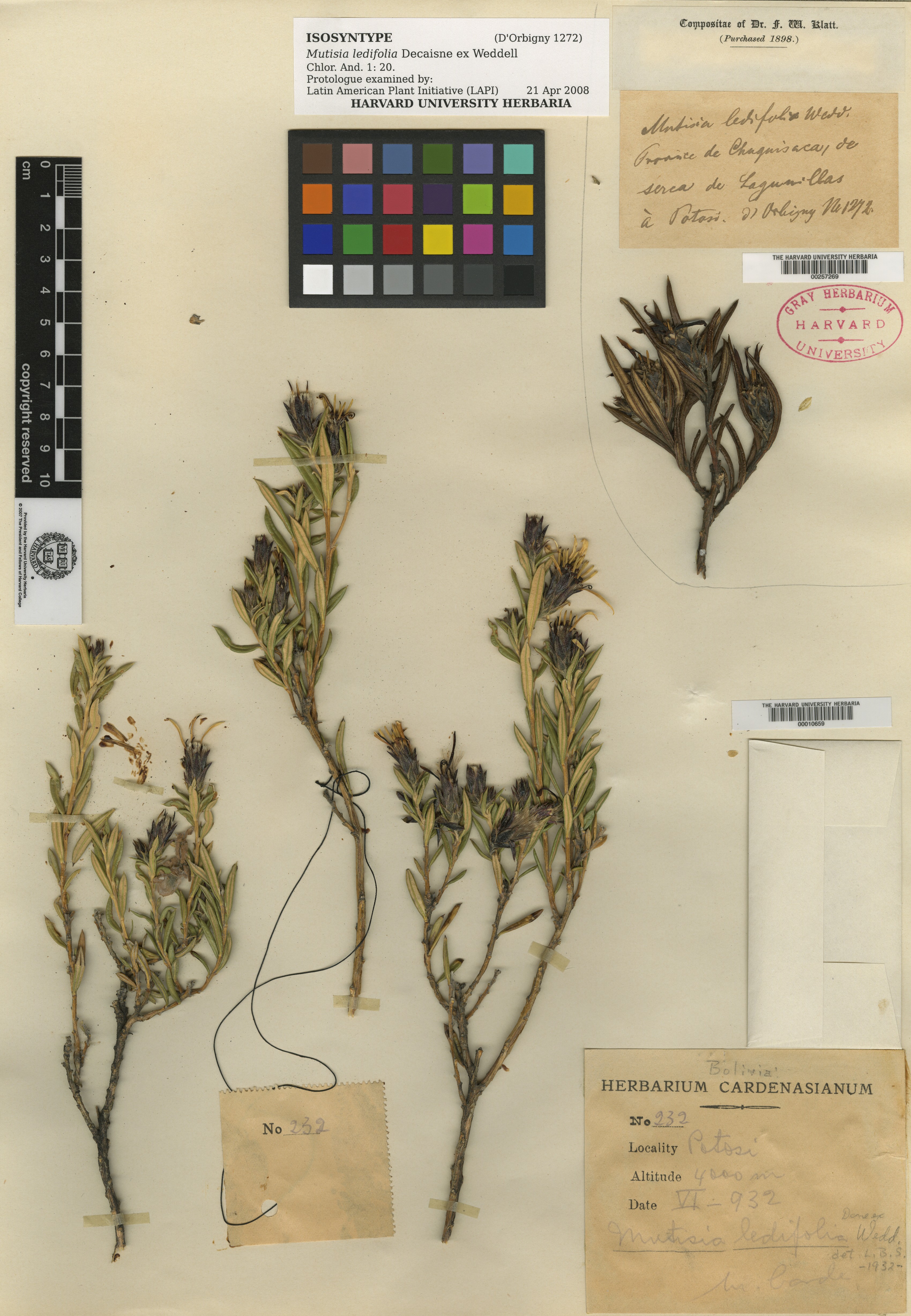 Mutisia ledifolia image