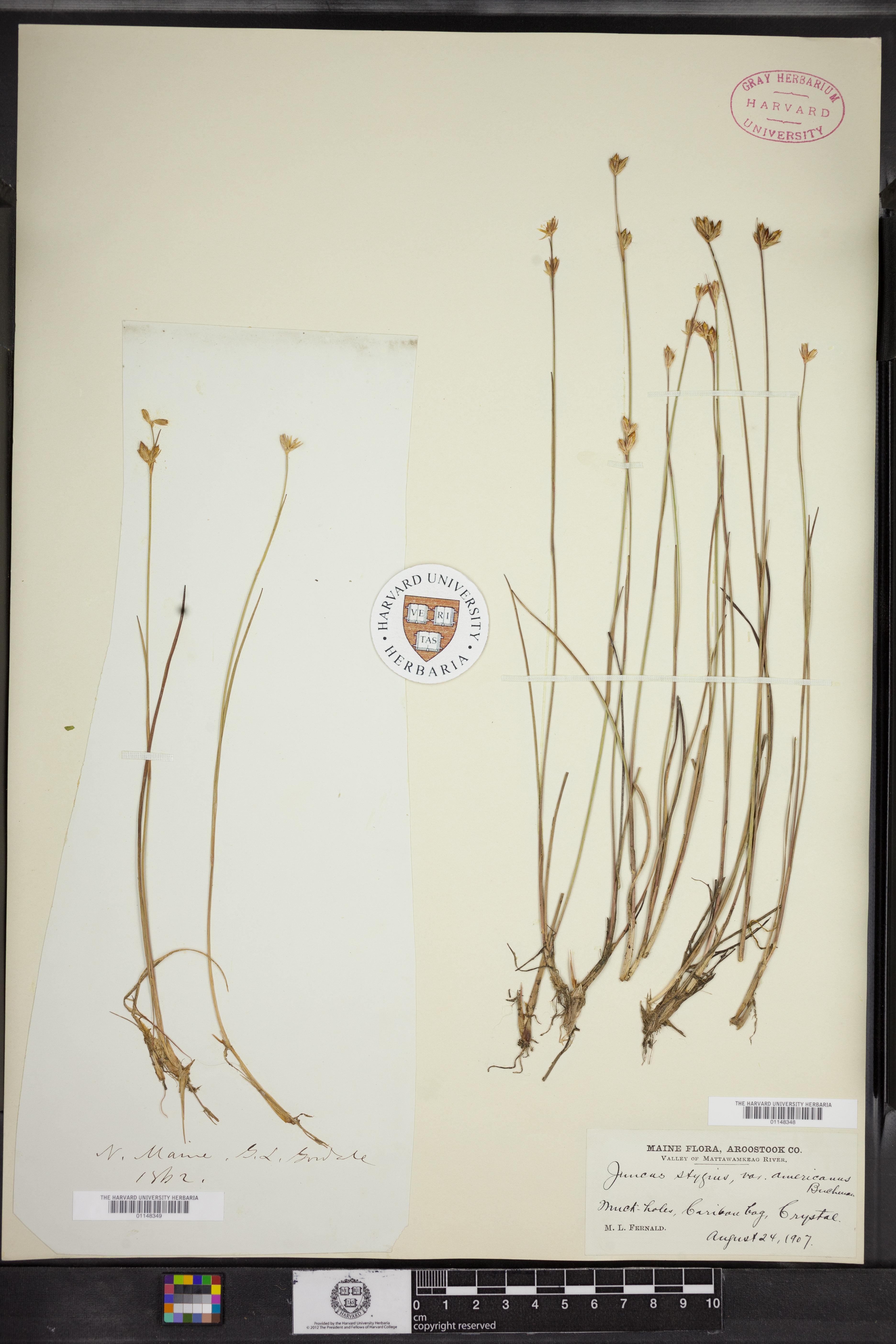 Juncus stygius subsp. americanus image