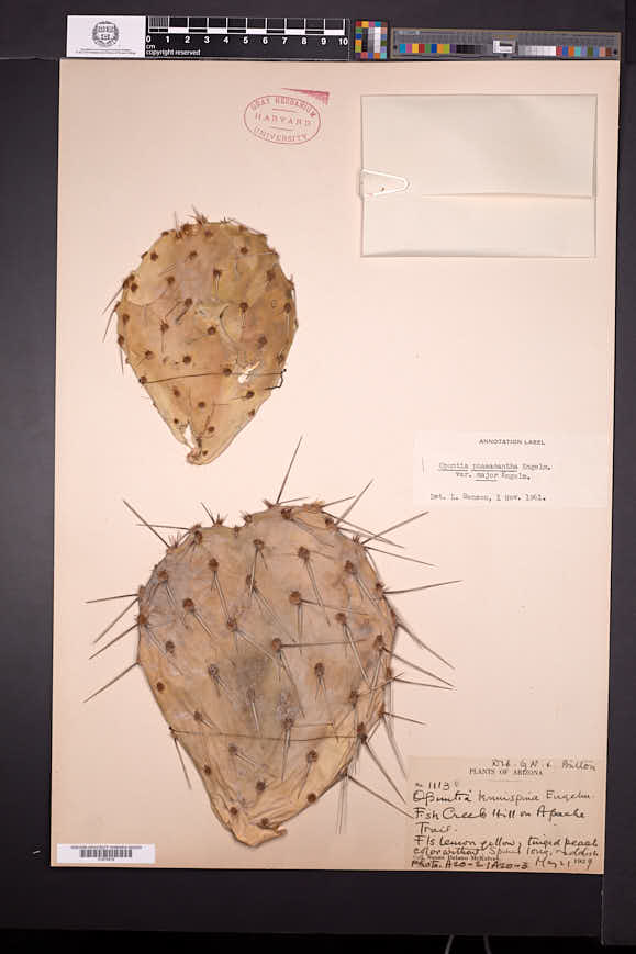 Opuntia phaeacantha var. major image