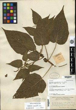 Acalypha chiapensis image