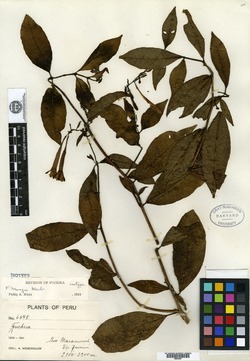 Fuchsia venusta image