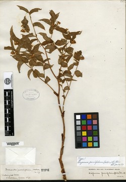 Prosartes parvifolia image