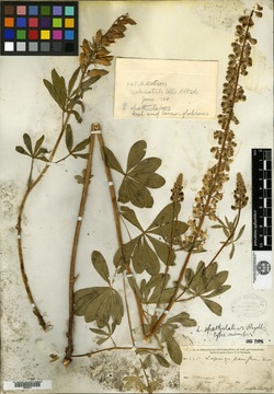Lupinus spathulatus image