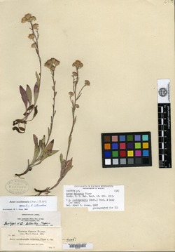 Aster delectus image