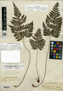 Polystichopsis sericea image