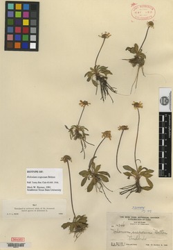 Helenium scaposum image