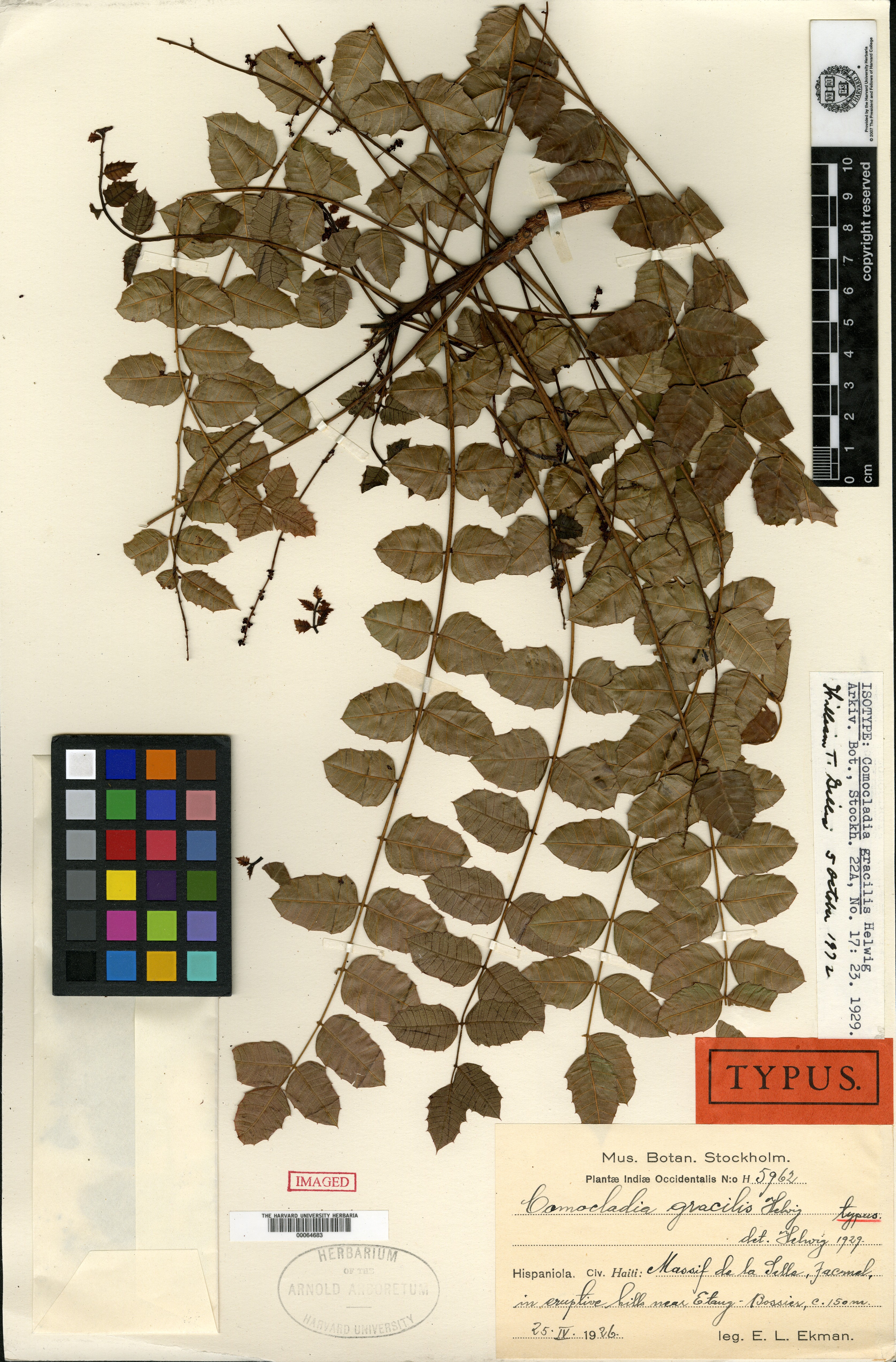 Comocladia gracilis image