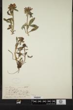 Pedicularis canadensis f. praeclara image