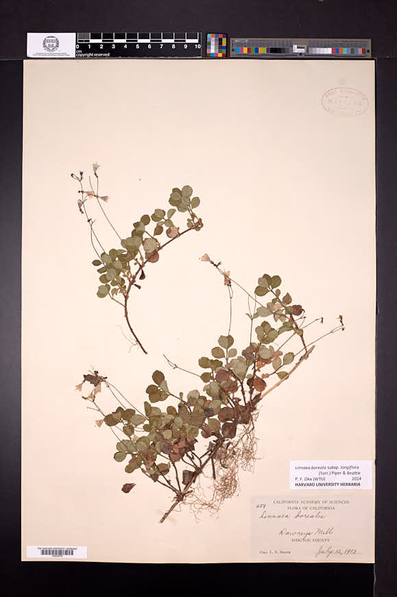 Linnaea borealis subsp. longiflora image