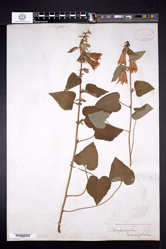 Campanula alliariifolia image
