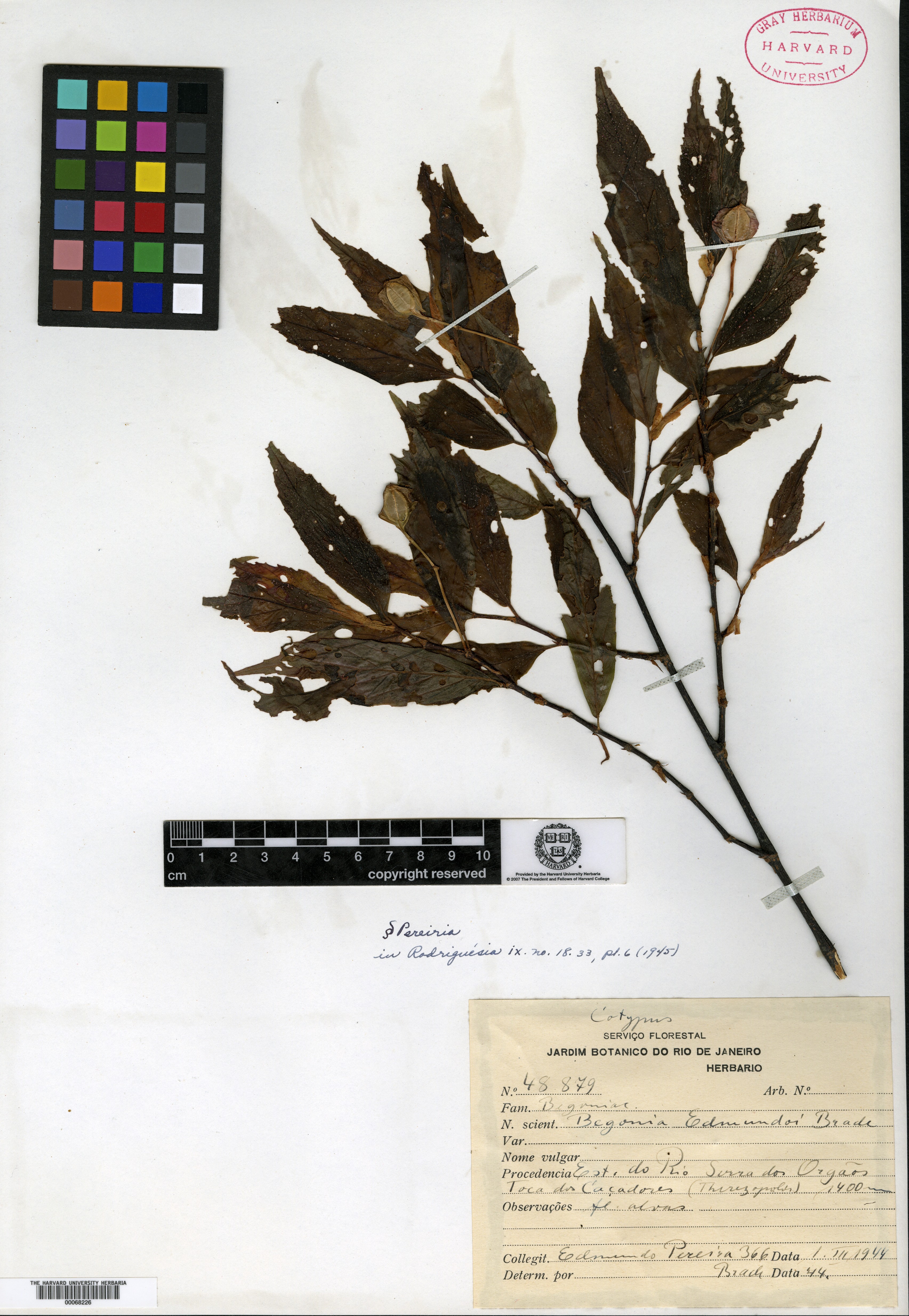 Begonia edmundoi image