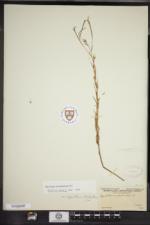 Epilobium leptophyllum image